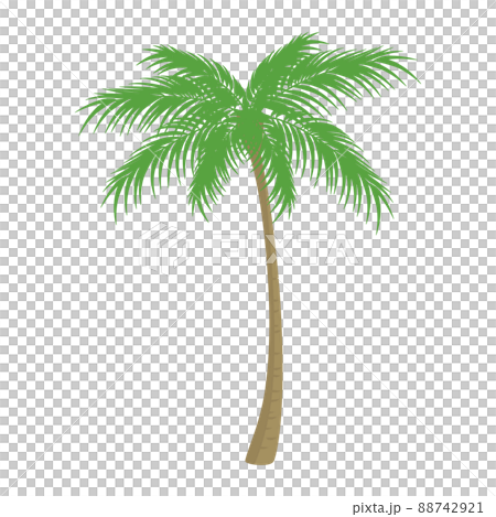 ヤシの木のイラスト ヤシの木のイラスト 88742921