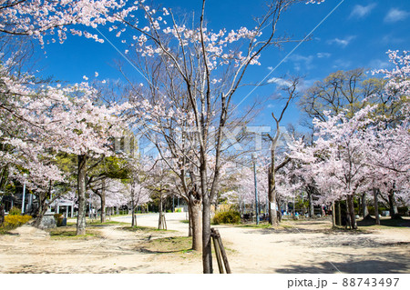 比治山公園の御便殿広場です。桜が満開でお花見の頃です。明るい雰囲気をどうぞ。広島県 比治山公園の御便殿広場です。桜が満開でお花見の頃です。明るい雰囲気をどうぞ。広島県 88743497