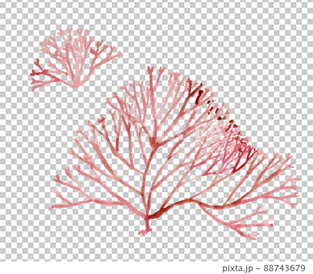 Watercolor illustration of seaweed (fusanori) Watercolor illustration of seaweed (fusanori) 88743679