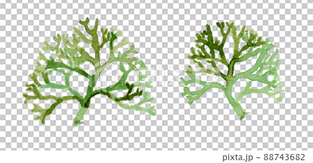 Watercolor illustration of mill (seaweed) Watercolor illustration of mill (seaweed) 88743682