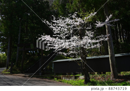 住吉神社前の桜《秦野市》 住吉神社前の桜《秦野市》 88743719