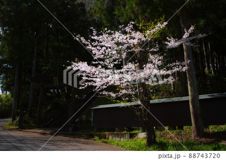 住吉神社前の桜《秦野市》 住吉神社前の桜《秦野市》 88743720