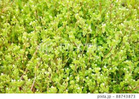 ひよこ草の緑の絨毯 88743873