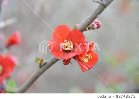 木瓜の紅い花綻ぶ 木瓜の紅い花綻ぶ 88743875