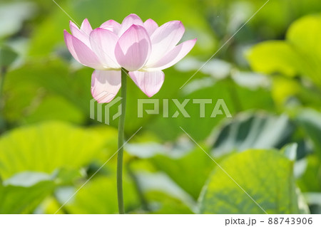ハスの花。極楽浄土。 ハスの花。極楽浄土。 88743906