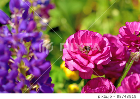 横浜公園春の花壇 88743919