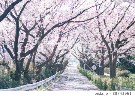 桜通り 88743961