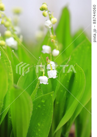 雨のしずくがついたかわいい鈴蘭(スズラン)の花 雨のしずくがついたかわいい鈴蘭(スズラン)の花 88744060