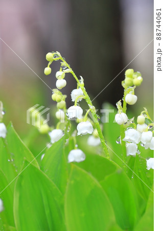 雨のしずくがついたかわいい鈴蘭（スズラン）の花　 88744061