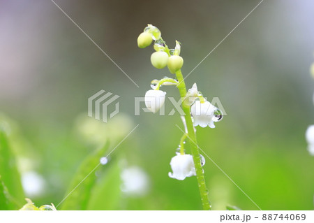 雨のしずくがついたかわいい鈴蘭(スズラン)の花 雨のしずくがついたかわいい鈴蘭(スズラン)の花 88744069