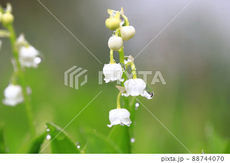 雨のしずくがついたかわいい鈴蘭（スズラン）の花　 88744070
