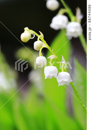 雨のしずくがついたかわいい鈴蘭(スズラン)の花 雨のしずくがついたかわいい鈴蘭(スズラン)の花 88744086
