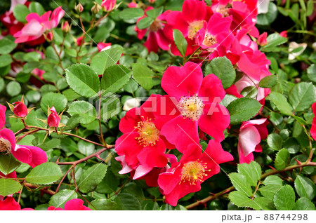 横浜公園春の花壇 88744298