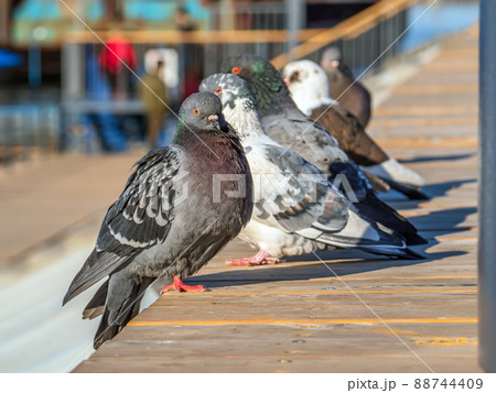 Grey rock doves is sitting lined up on a wooden roof. 88744409