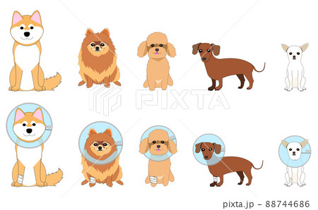 犬のコレクション：エリザベスカラー 88744686