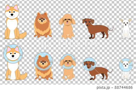 Dog Collection: Elizabethan Collar Dog Collection: Elizabethan Collar 88744686