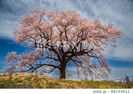 満開のワニ塚の桜 満開のワニ塚の桜 88744831