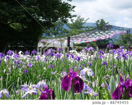 満開のアヤメ あやめ 長井あやめ公園 満開のアヤメ あやめ 長井あやめ公園 88745455