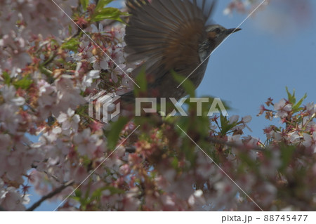 寒桜の蜜を吸うヒヨドリ 寒桜の蜜を吸うヒヨドリ 88745477
