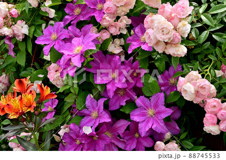 横浜公園春の花壇 横浜公園春の花壇 88745533