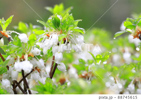 雨に濡れて色鮮やかなドウダンツツジの花 雨に濡れて色鮮やかなドウダンツツジの花 88745615