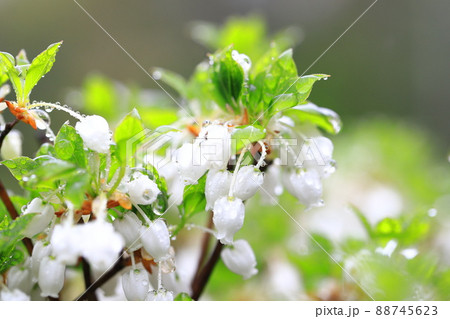 雨に濡れて色鮮やかなドウダンツツジの花 雨に濡れて色鮮やかなドウダンツツジの花 88745623
