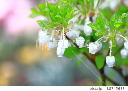 雨に濡れて色鮮やかなドウダンツツジの花　 88745633