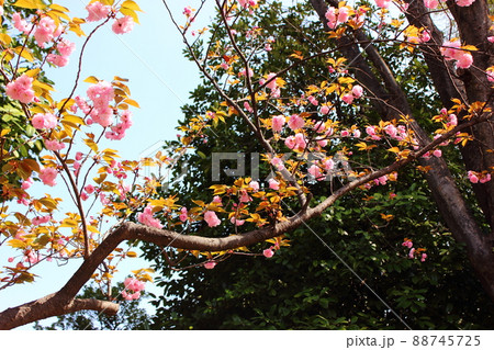 妙正寺山門近くに咲いている八重桜(4) 妙正寺山門近くに咲いている八重桜(4) 88745725