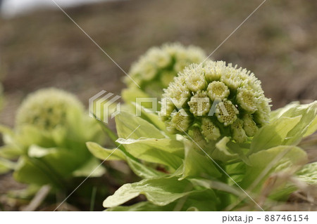 フキノトウ　雄株 88746154
