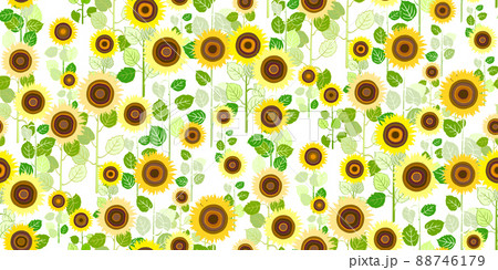 Sunflowers with leaves on white background Sunflowers with leaves on white background 88746179