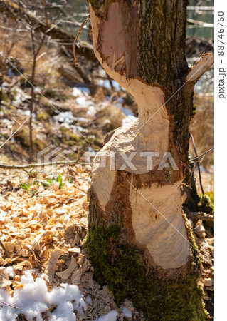 Beaver chewing down a tree. 88746760
