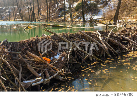 Large beaver dam which flooded marshes and created lake 88746780