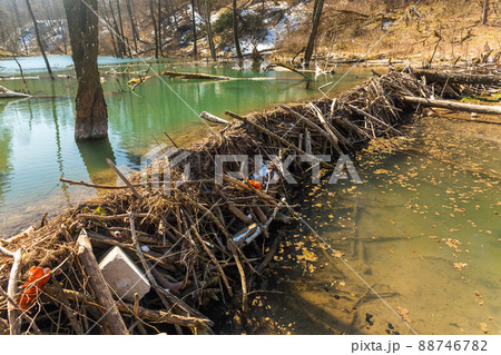 Large beaver dam which flooded marshes and created lake 88746782