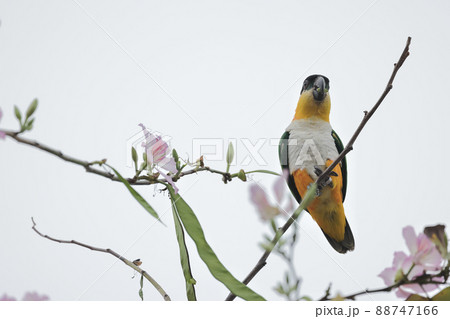 a shot of beautiful parrot at flower bed, sprint time a shot of beautiful parrot at flower bed, sprint time 88747166