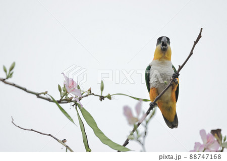 a shot of beautiful  parrot at flower bed, sprint time 88747168