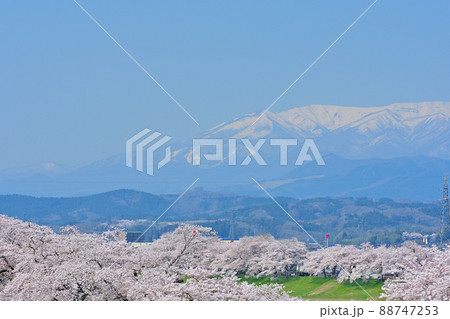春の船岡城址公園と一目千本桜 春の船岡城址公園と一目千本桜 88747253