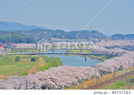 春の船岡城址公園と一目千本桜 春の船岡城址公園と一目千本桜 88747263