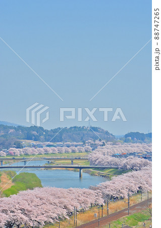 春の船岡城址公園と一目千本桜 春の船岡城址公園と一目千本桜 88747265