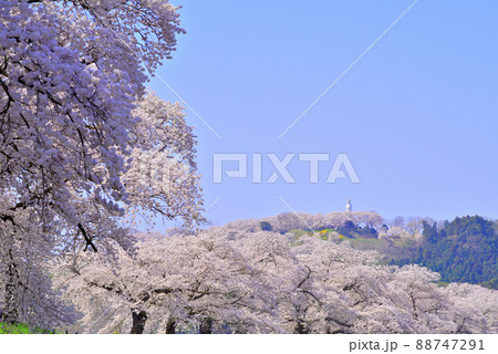 春の船岡城址公園と一目千本桜 88747291