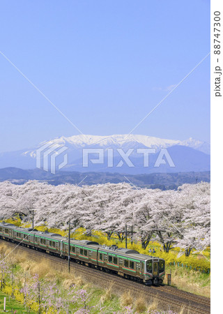 春の船岡城址公園と一目千本桜 88747300