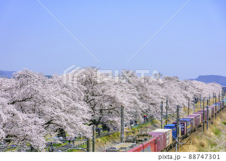 春の船岡城址公園と一目千本桜 春の船岡城址公園と一目千本桜 88747301