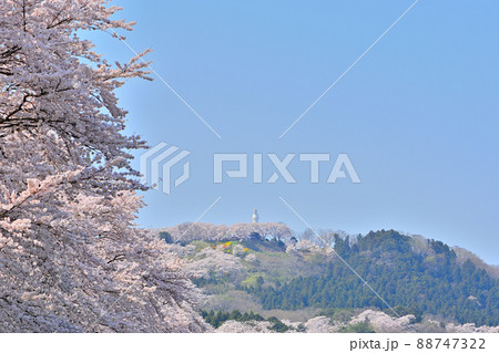 春の船岡城址公園と一目千本桜 88747322