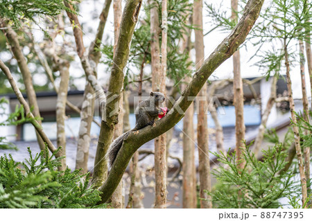 【神奈川県】鎌倉の明月院で見られる可愛いリス 88747395