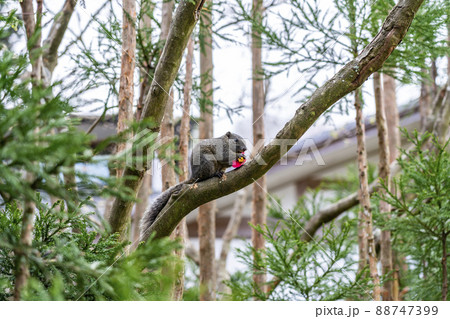 【神奈川県】鎌倉の明月院で見られる可愛いリス 88747399