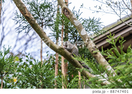 【神奈川県】鎌倉の明月院で見られる可愛いリス 88747401