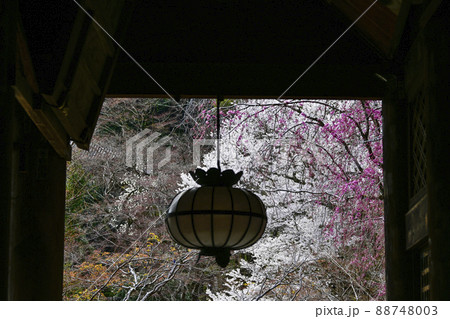 春の長谷寺（奈良県）本堂礼堂 88748003