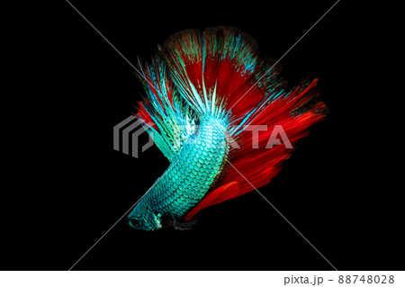 Half moon blue and red betta isolated on black background with clipping path Half moon blue and red betta isolated on black background with clipping path 88748028