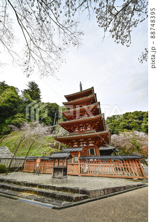 春の長谷寺(奈良県)五重塔 春の長谷寺(奈良県)五重塔 88748395