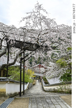 春の長谷寺（奈良県） 88748477