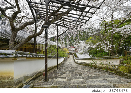 春の長谷寺（奈良県） 88748478